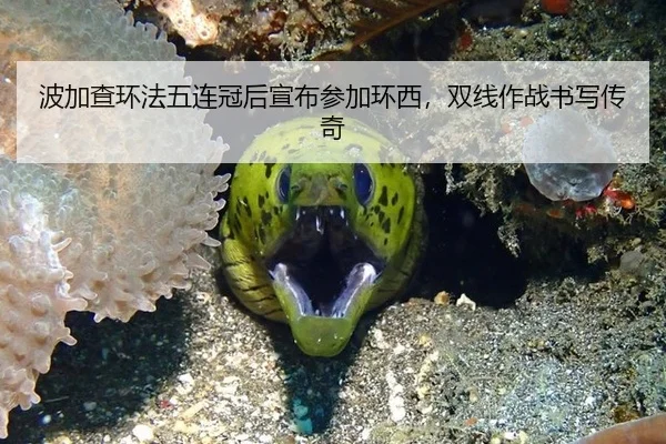 波加查环法五连冠后宣布参加环西，双线作战书写传奇